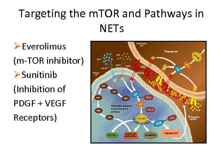 Targeting the m. TOR and Pathways in NETs A ngiogenesis m EGF IGF-1 HER