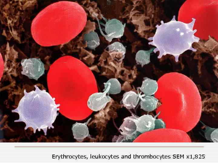 Erythrocytes, leukocytes and thrombocytes SEM x 1, 825 