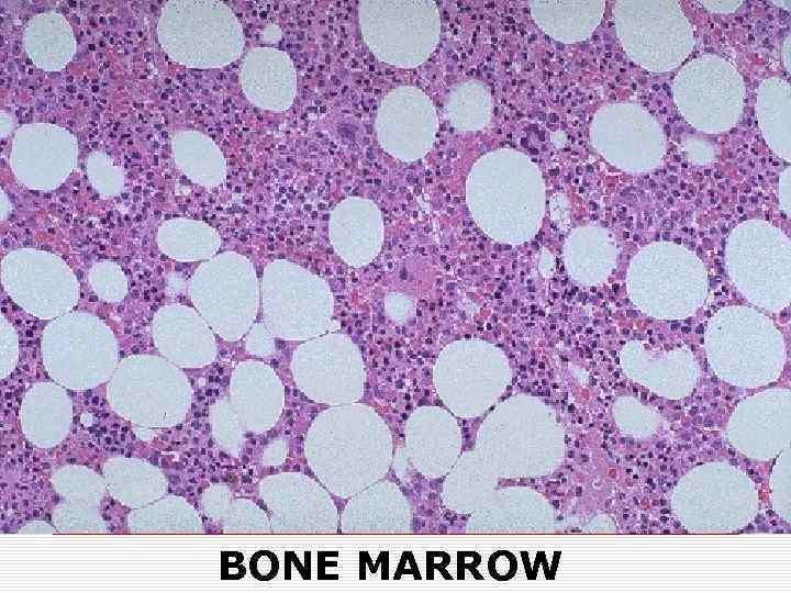 o Fig 1. 1 BONE MARROW 