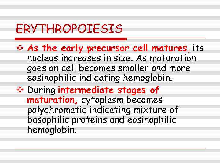 ERYTHROPOIESIS v As the early precursor cell matures, its nucleus increases in size. As