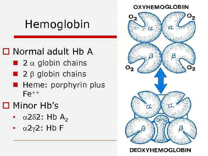 Hemoglobin o Normal adult Hb A n 2 globin chains n 2 b globin