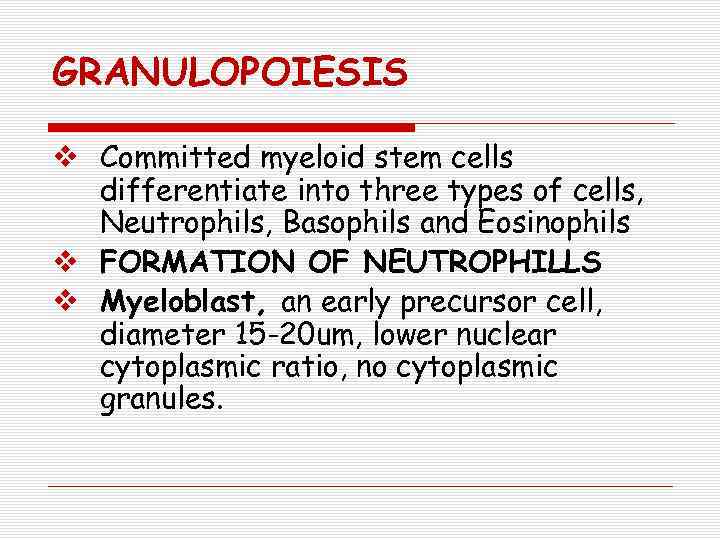 GRANULOPOIESIS v Committed myeloid stem cells differentiate into three types of cells, Neutrophils, Basophils