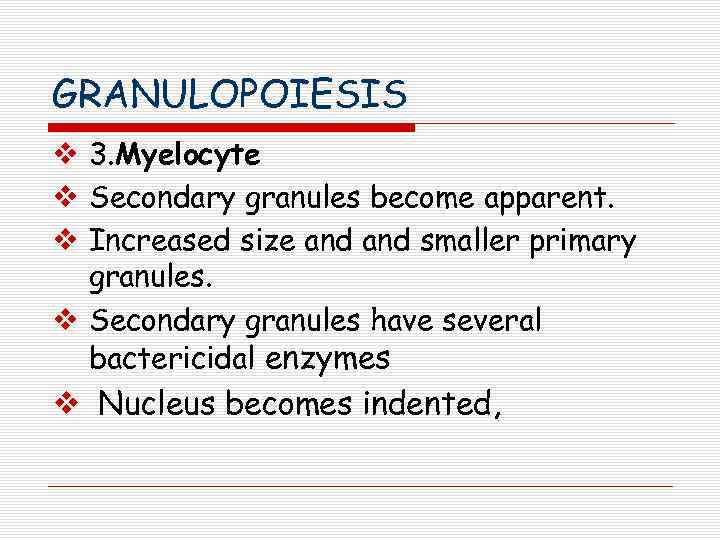 GRANULOPOIESIS v 3. Myelocyte v Secondary granules become apparent. v Increased size and smaller