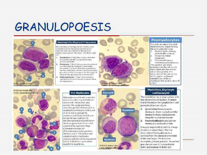 GRANULOPOESIS 