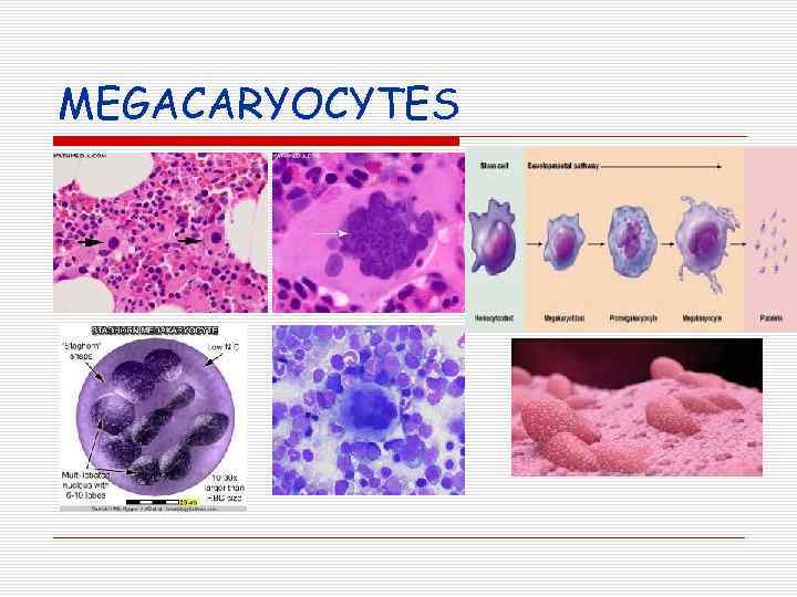 MEGACARYOCYTES 
