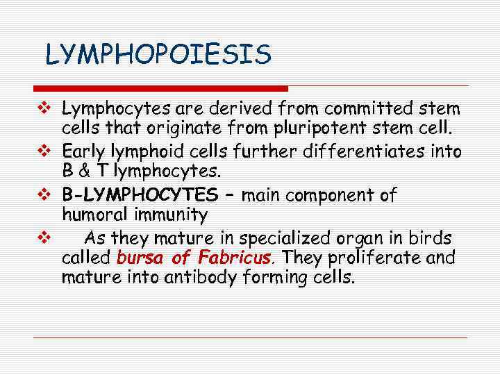 LYMPHOPOIESIS v Lymphocytes are derived from committed stem cells that originate from pluripotent stem
