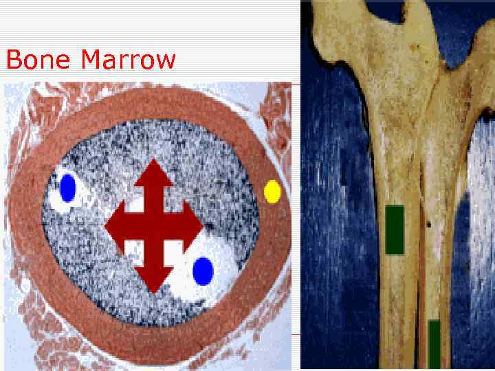 Bone Marrow 