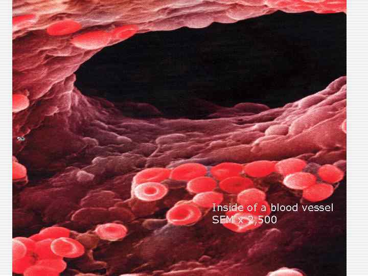 Inside of a blood vessel SEM x 2, 500 