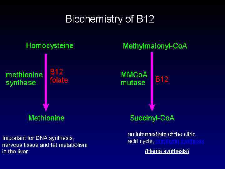 Important for DNA synthesis, nervous tissue and fat metabolism in the liver an intermediate