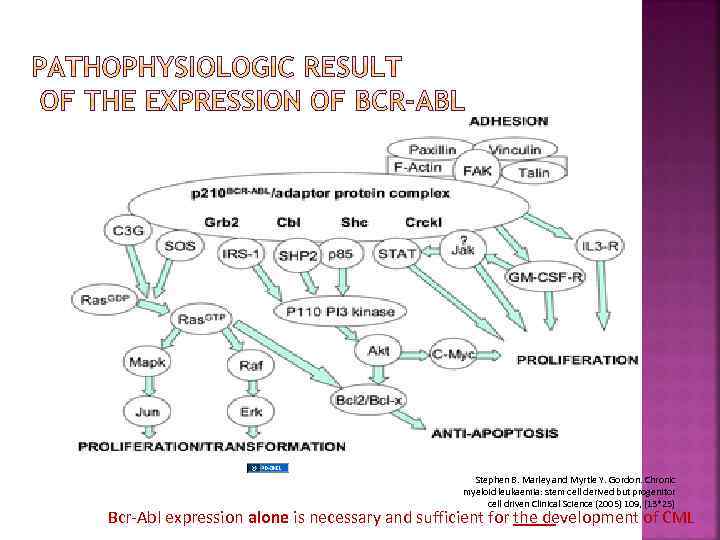 Stephen B. Marley and Myrtle Y. Gordon. Chronic myeloid leukaemia: stem cell derived but