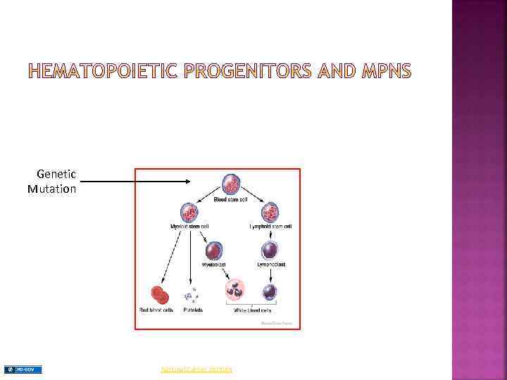 Genetic Mutation National Cancer Institute 