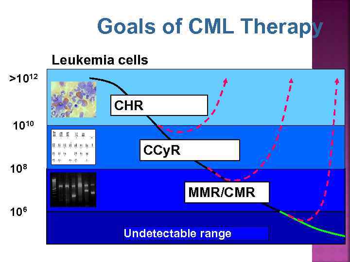 Goals of CML Therapy Leukemia cells >1012 CHR 1010 CCy. R 108 MMR/CMR 106