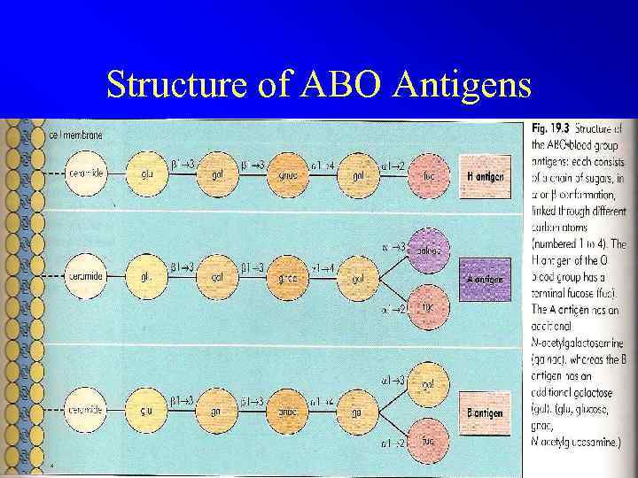 Structure of ABO Antigens 