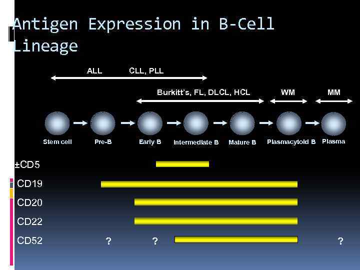 Antigen Expression in B-Cell Lineage ALL CLL, PLL Burkitt’s, FL, DLCL, HCL Stem cell