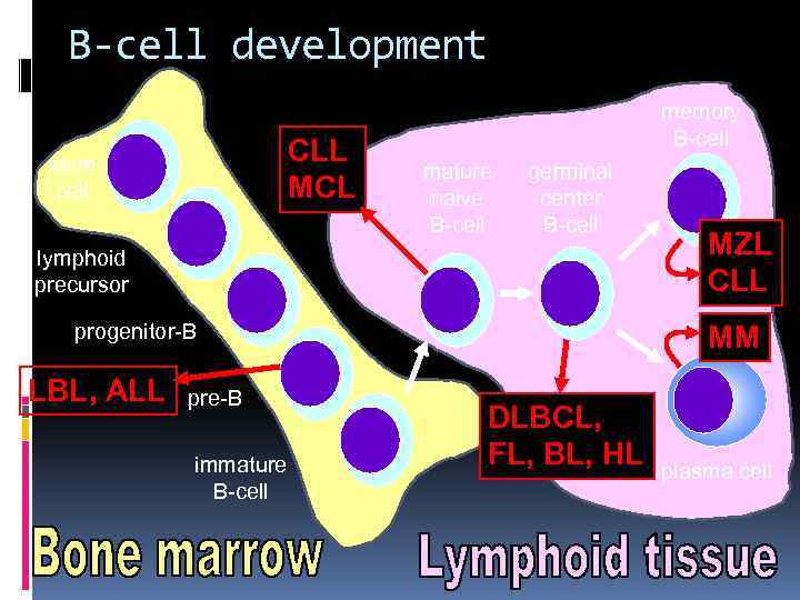 B-cell development CLL MCL stem cell memory B-cell mature naive B-cell germinal center B-cell