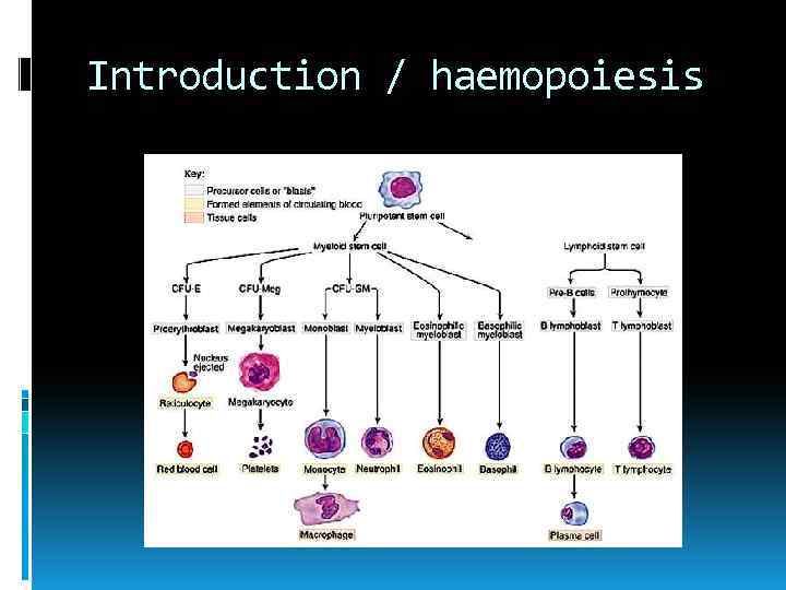 Introduction / haemopoiesis 