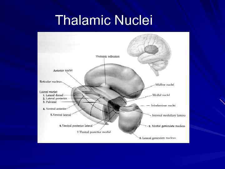 Thalamic Nuclei 
