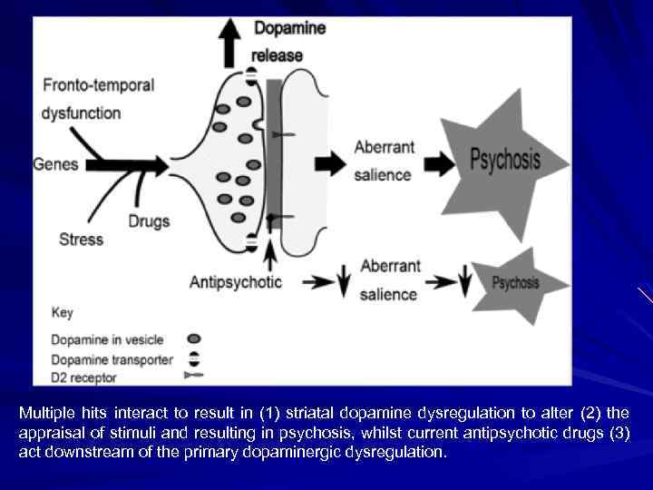 Multiple hits interact to result in (1) striatal dopamine dysregulation to alter (2) the