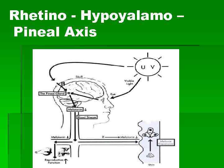 Rhetino - Hypoyalamo – Pineal Axis 