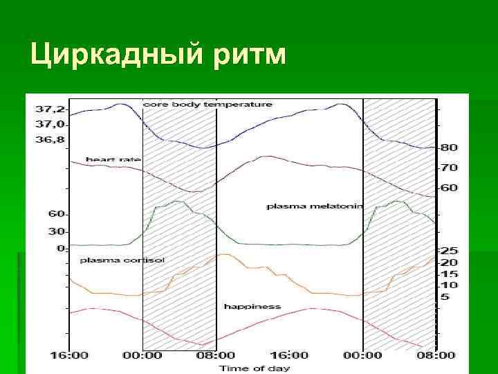 Циркадный ритм 