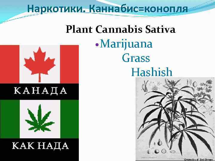 10/2009 Наркотики. Каннабис=конопля Plant Cannabis Sativa Marijuana Grass Hashish Created by dr’ Emil Birman