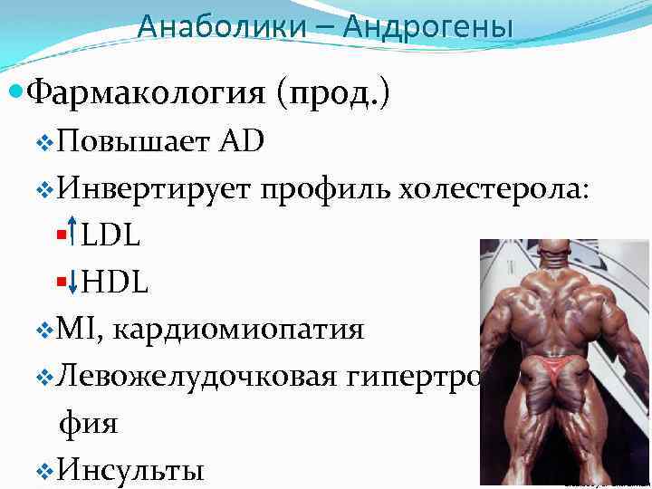 Анаболики – Андрогены Фармакология (прод. ) v. Повышает AD v. Инвертирует профиль холестерола: §