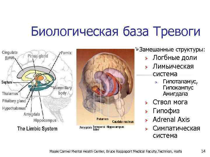 Биологическая база Тревоги ØЗамешанные структуры: Ø Ø Логбные доли Лимьическая система Ø Ø Ø