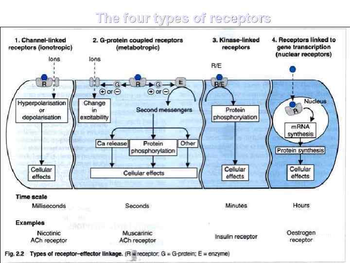 The four types of receptors 