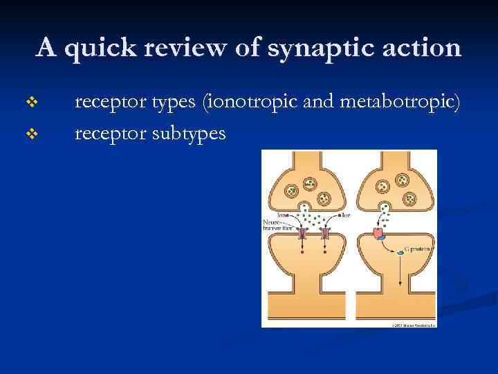 A quick review of synaptic action v v receptor types (ionotropic and metabotropic) receptor