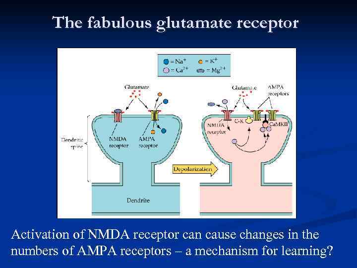 The fabulous glutamate receptor Activation of NMDA receptor can cause changes in the numbers