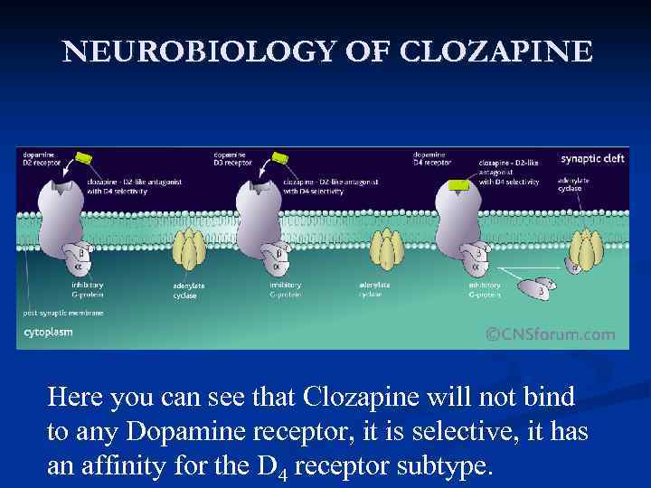 NEUROBIOLOGY OF CLOZAPINE Here you can see that Clozapine will not bind to any