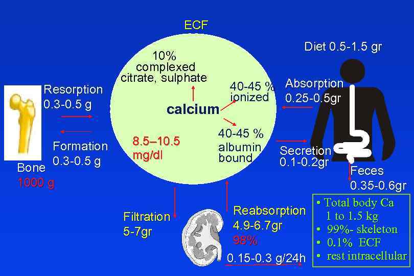 ECF Resorption 0. 3 -0. 5 g Formation 0. 3 -0. 5 g Bone