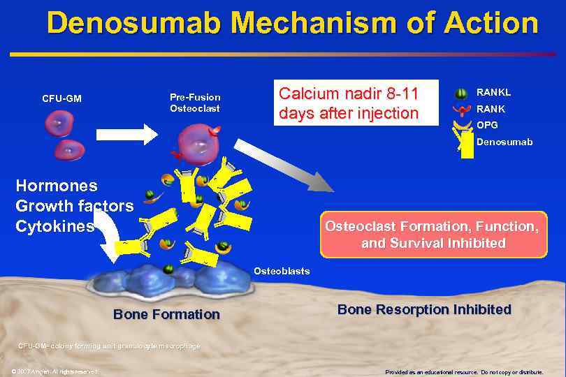 Denosumab Mechanism of Action Pre-Fusion Osteoclast CFU-GM Calcium nadir 8 -11 days after injection