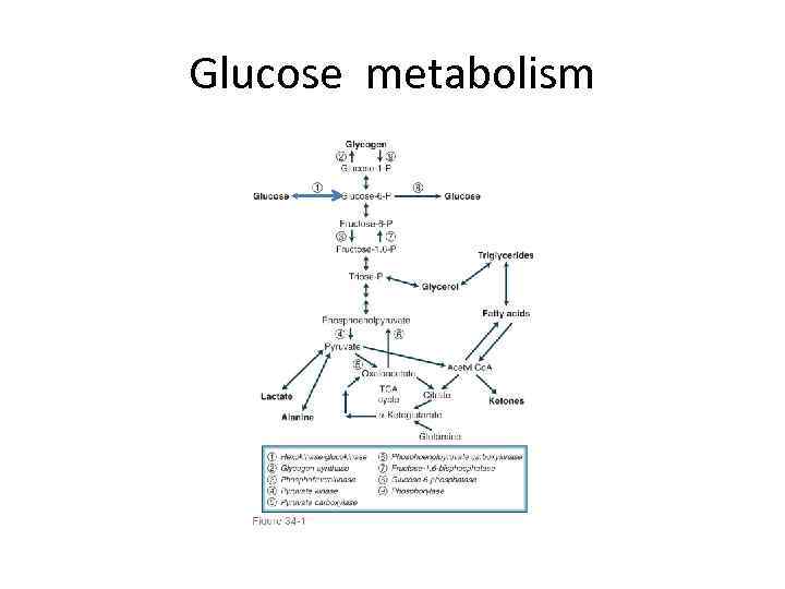 Glucose metabolism 