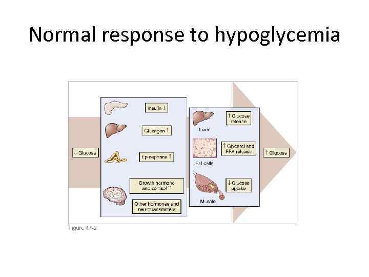 Normal response to hypoglycemia 
