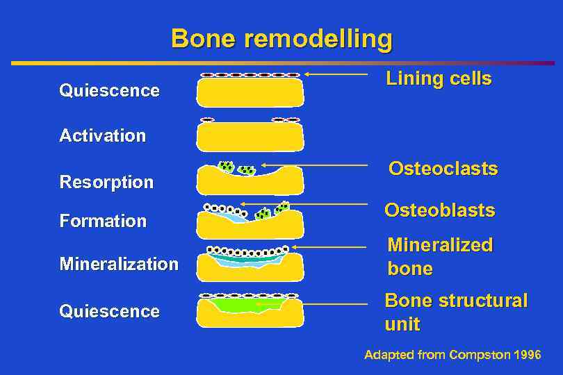Bone remodelling Quiescence Lining cells Activation Resorption Formation Osteoclasts Osteoblasts Mineralization Mineralized bone Quiescence