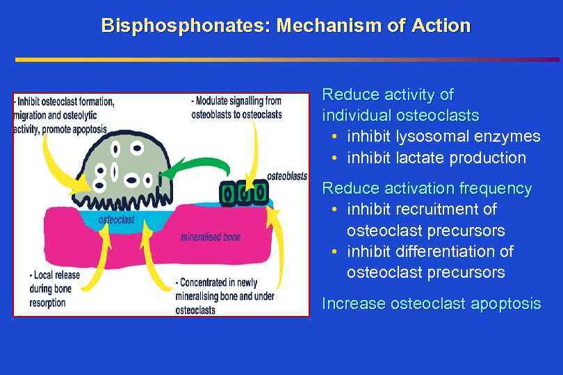 Bisphonates: Mechanism of Action Reduce activity of individual osteoclasts • inhibit lysosomal enzymes •