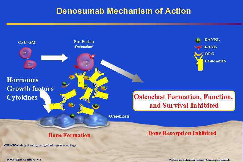 Denosumab Mechanism of Action RANKL Pre-Fusion Osteoclast CFU-GM RANK OPG Denosumab Hormones Growth factors