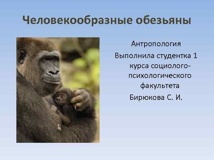Образ жизни человекообразных обезьян. Человекообразные обезьяны. Человекообразные обезьяны виды. Первые человекообразные обезьяны. Перечислите человекообразных обезьян.