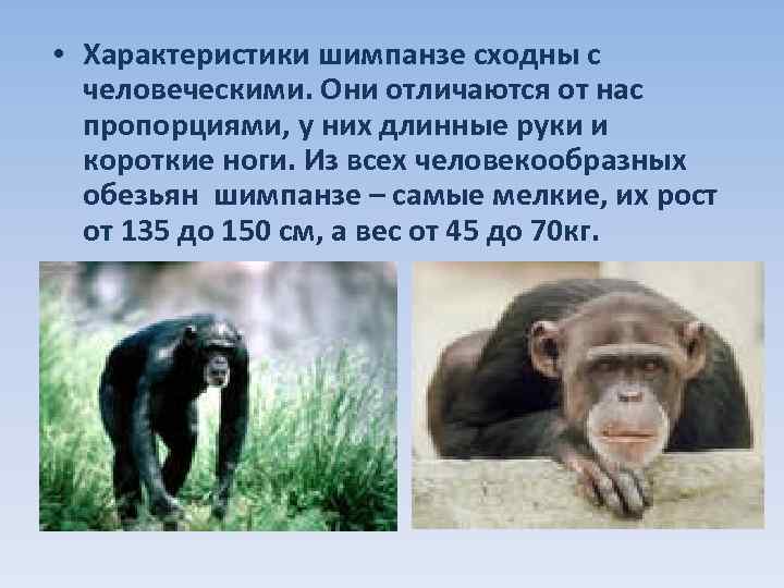  • Характеристики шимпанзе сходны с человеческими. Они отличаются от нас пропорциями, у них
