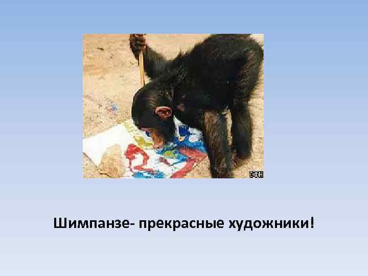 Шимпанзе- прекрасные художники! 