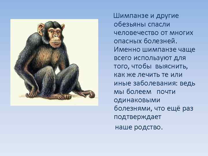 Образ жизни человекообразных обезьян. Обезьяна для презентации. Антропология шимпанзе. Шимпанзе презентация 7 класс. Человекообразные обезьяны в полный рост.