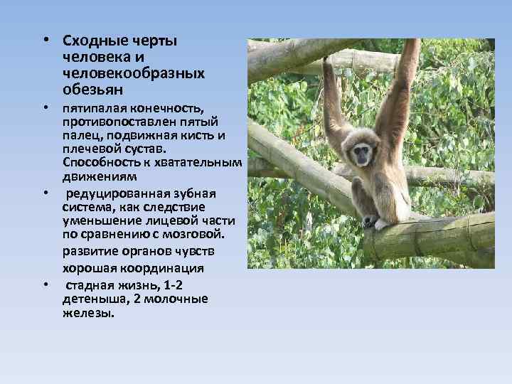  • Сходные черты человека и человекообразных обезьян • пятипалая конечность, противопоставлен пятый палец,