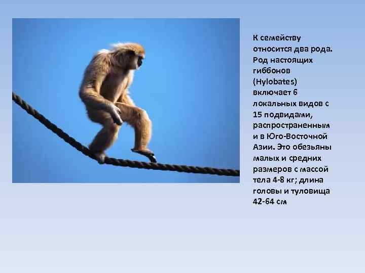 К семейству относится два рода. Род настоящих гиббонов (Hylobates) включает 6 локальных видов с