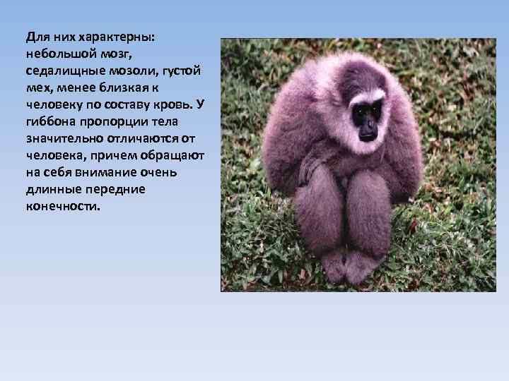 Для них характерны: небольшой мозг, седалищные мозоли, густой мех, менее близкая к человеку по