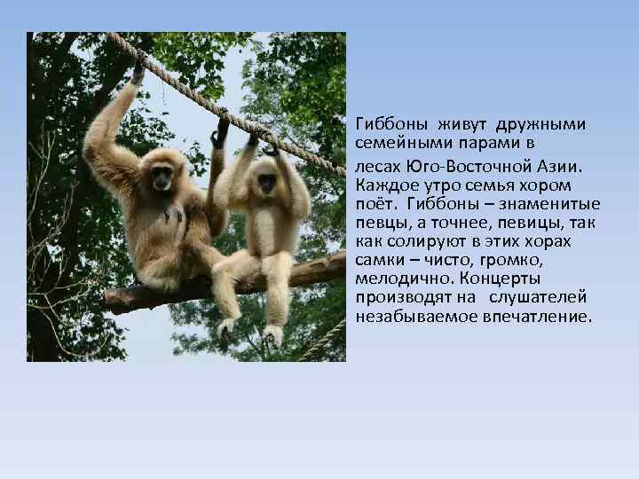  • Гиббоны живут дружными семейными парами в • лесах Юго-Восточной Азии. Каждое утро