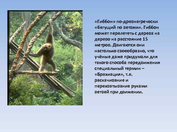  «Гиббон» по-древнегречески «бегущий по ветвям» . Гиббон может перелететь с дерева на дерево