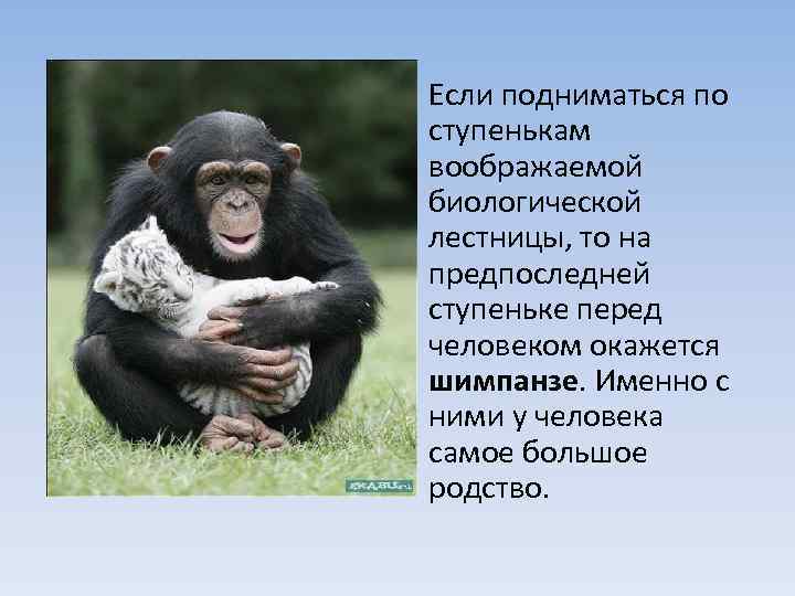  • Если подниматься по ступенькам воображаемой биологической лестницы, то на предпоследней ступеньке перед