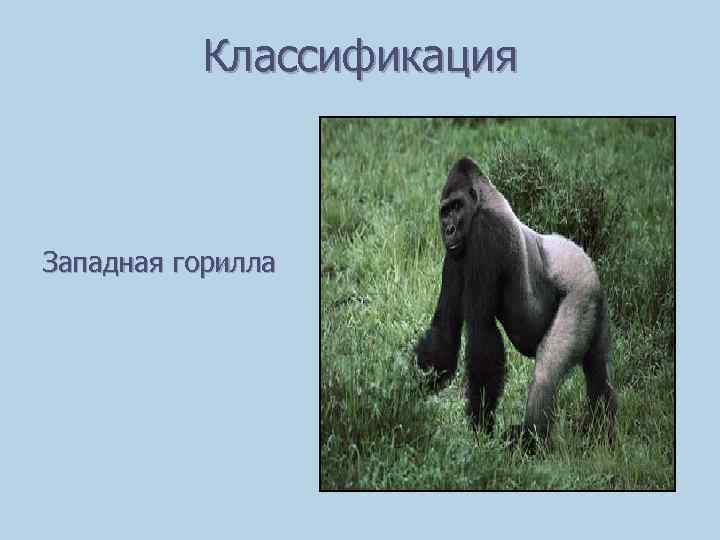 Классификация Западная горилла 