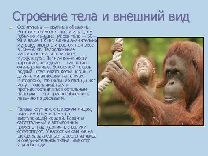 Строение тела и внешний вид n n Орангутаны — крупные обезьяны. Рост самцов может